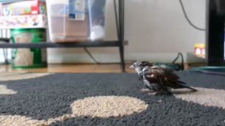 Sparrow's technique of bathing.