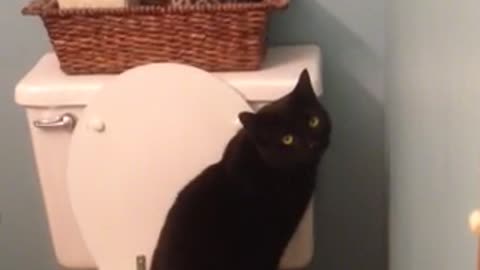 Toilet trained cat demonstrates for camera
