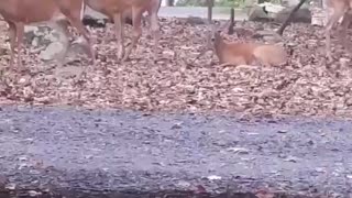 Deer Kicking Back