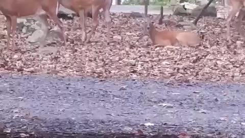 Deer Kicking Back