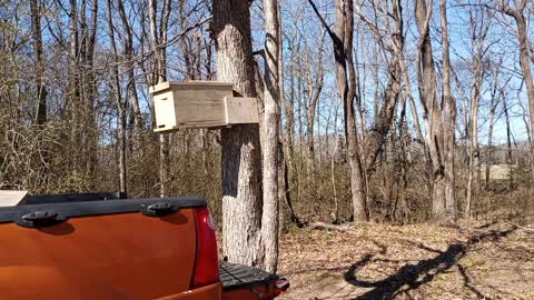How to catch free bees. I setup a swarm trap using 5 frame nuc.