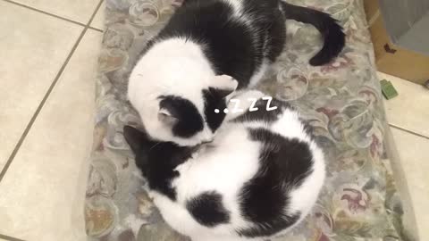 Taki and Bast snoozing like a kitty jigsaw puzzle!