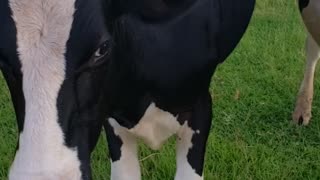 Down on the Farm with calves