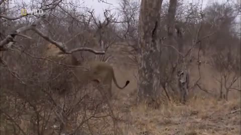 South African Safari Adventures with Lions Wildlife Documentary- Nat Geo