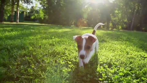 Cute Animals - Nat Geo