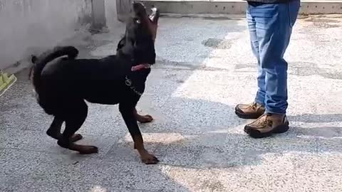 Dog training intelligent dog