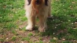 Tan long haired dog plays catch with tennis ball