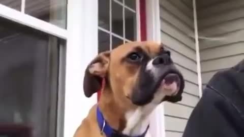 This dog made a strange movement in his face