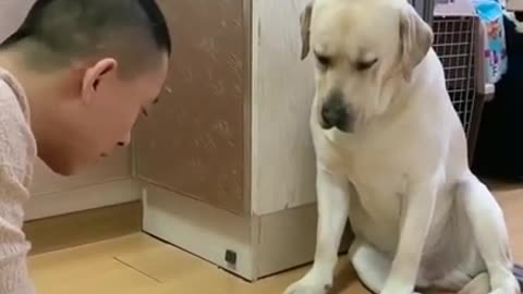 funny dog video