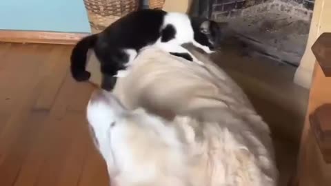 Funny dog with cat