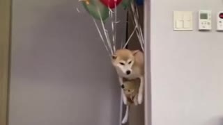 dog flying in the air