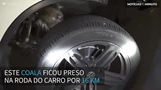 Coala preso em roda de carro e percorre mais de 16 quilômetros