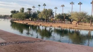 Bird Island at Chaparral Park in Scottsdale Arizona - nature Sights and Sounds