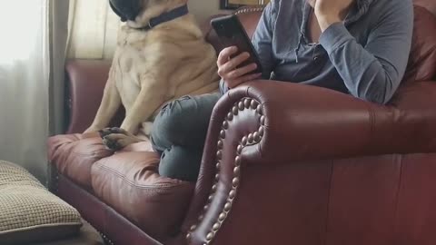 Huge Dog upset that his human is taking up too much room on his couch