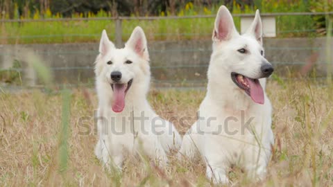 White Dog And Bitch very Buietiful Couple So Cute