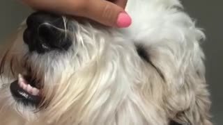 White dog getting head massaged by owner