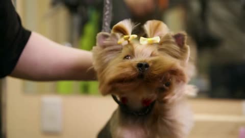 A close-up of a hair dryer blows air into the dog's face in a beauty salon