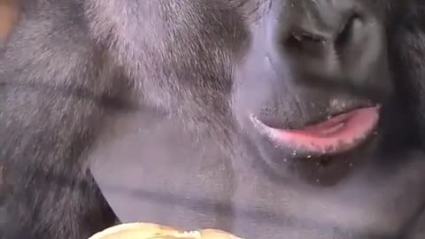 "Banana Feast: Insiders Look at the Gorilla's Culinary Delight"