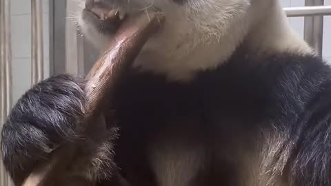 Chinese giant panda