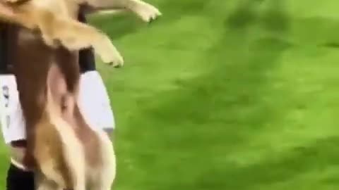 Dog invade football pitch Chilea primera division match