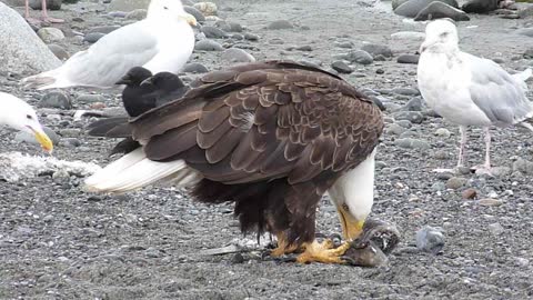Photographer captures incredible closeup footage of Bald Eagles feeding