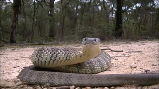 Snake video