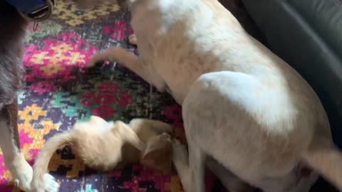 Adorable Orange Kitten Sweetly Bullies Her Big Dog Brothers