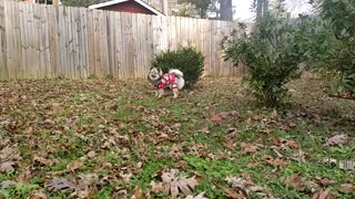 Pomsky dashing through the leaves in her Christmas sweater!