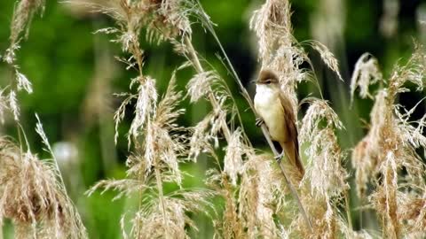 A beautiful bird among the trees singing in a naive voice