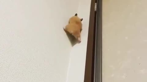 Climbing Hamster