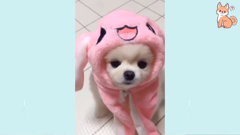 Angry - Funny Dogs 🐶 �� - angry Pet videos ��-