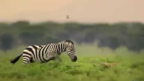 Angry Zebra Attack Cheetah - Prey Deadly Fights Back Predator