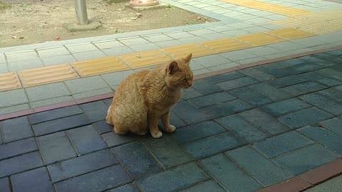 a cat blinking sleepy on the street