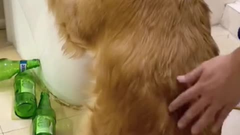 # Adorable dog vomiting training video, and his owner is making him vomit by caressing his body.