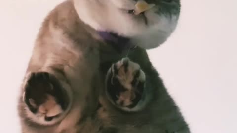 Why cat video satisfying