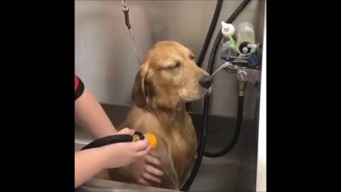 Puppy enjoys a good bath - Perrito disfruta de un buen baño