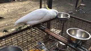 Cockatoo Changing Out Water Bowls