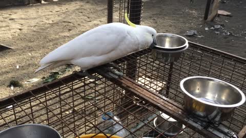 Cockatoo Changing Out Water Bowls