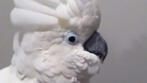 smart parrot barking like a dog (hilarious)