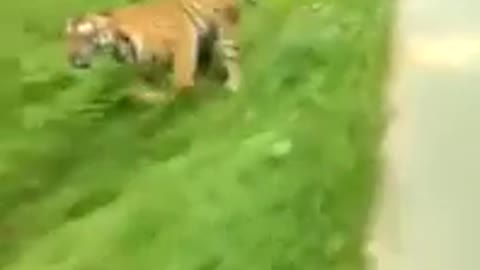 Very scary passing tiger by motor cycle (Cute Video)