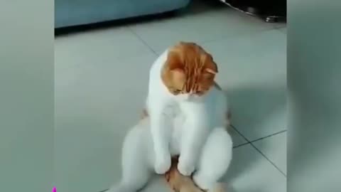 Cute little cat playing with fidget spinner | relatable meme