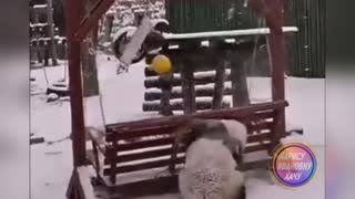 Panda kung fu