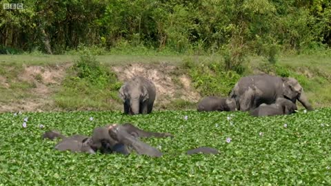 Baby Elephant Finds Her Feet | Lands of the Monsoon | BBC Earth