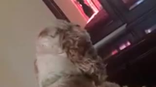 My cocker spaniel barking at himself