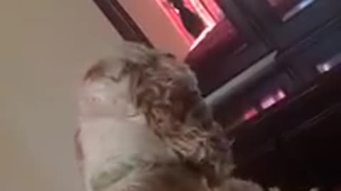 My cocker spaniel barking at himself