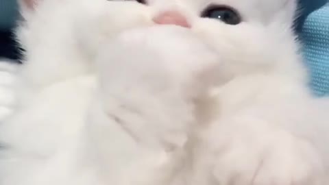 Gatinho miando muito fofo