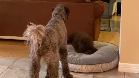 Crazy puppy endlessly digs on her dog bed