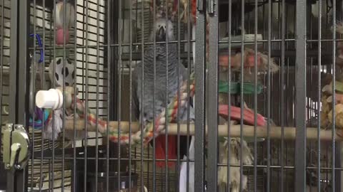 Talking parrot delivers disturbing evil laugh