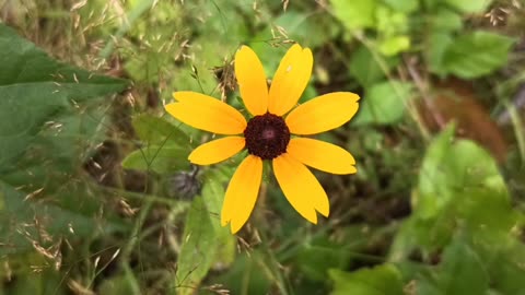 Black-eyed Susan