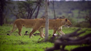 Pair of Lionesses Walking Together